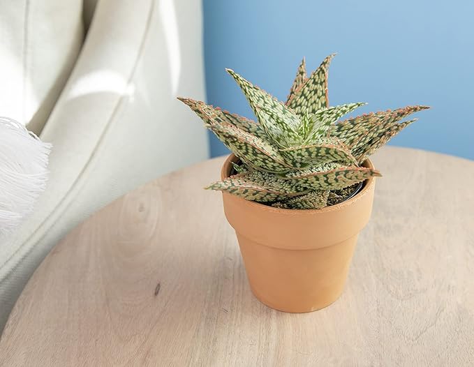 Live Aloe Plant Succulents, Star Aloe Plants Live in Clay Pots for Plants, Succulents Plants Live in Potting Soil, Potted Succulents Live Plants, Cactus Plants Live Succulent Plants by Plants for Pets