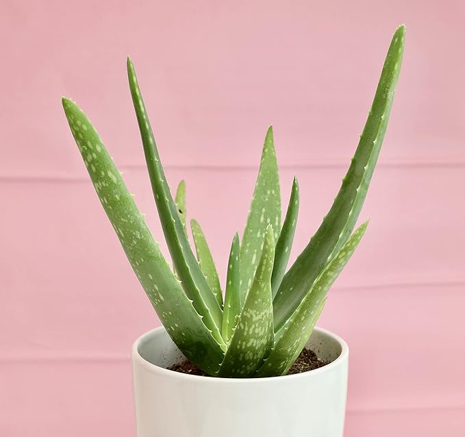 Aloe Vera Plant Live Succulent Plants, Live Aloe Vera Plant Succulents, Live Aloe Plant in Aloe Plant Pot, Aloe Plants Live Indoor Plants, Live Aloe Vera Plant Indoor House Plants by Plants for Pets