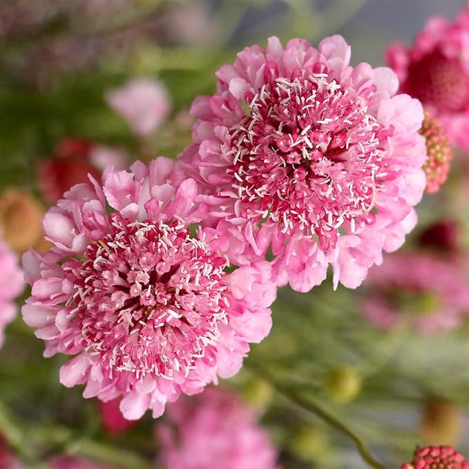 Outsidepride 200 Seeds Perennial Rose Scabiosa Pincushion Flower Seeds for Planting