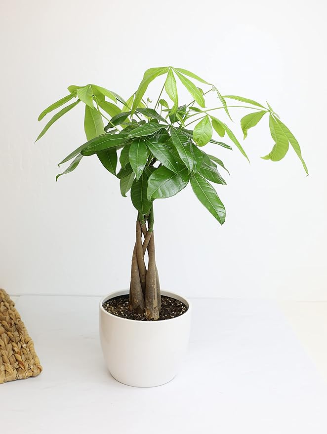 Altman Plants, Chinese Money Plant Decor, Money Tree Plant Indoor House Plants, Bonsai Tree Feng Shui Decor, House Plants Indoors Live Plants Indoor Plants Live Houseplants Live Indoor Live Plants