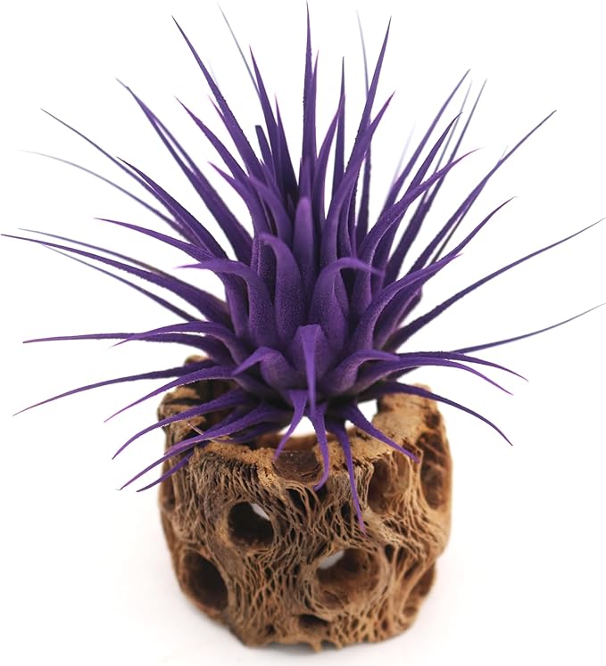 Live Extra Large Tillandsia Ionantha Guatemala Colorful Air Plant 3+ inch Enhanced Color Easy Care Indoor Outdoor Home Decor Gift Airplant by Awesome Industries (Purple XL)