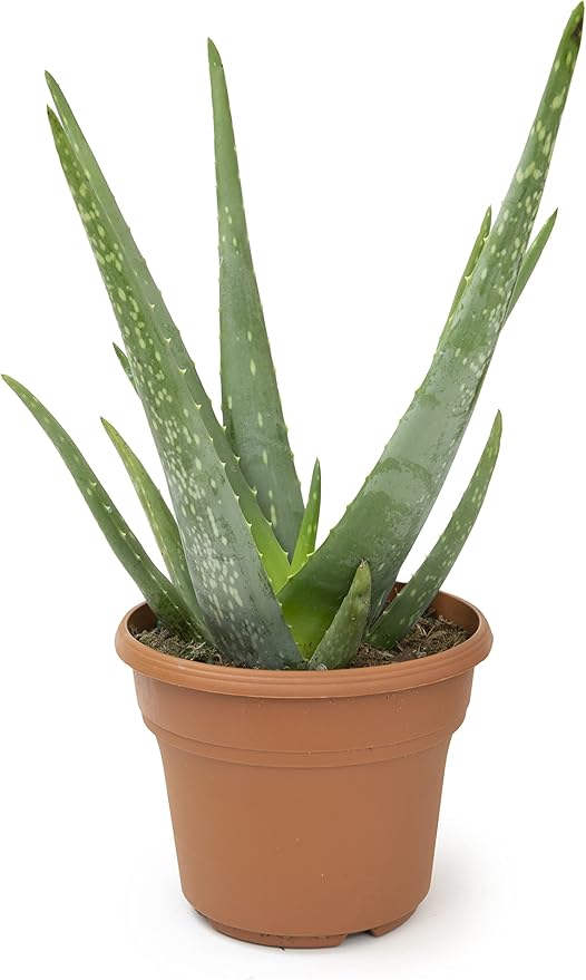 Live Aloe Vera Plant Live Succulents Plants Live Plants (6 in), Aloe Plant Live Succulent Plants Live Aloe Plants Live Houseplants, Aloe Vera Plant Indoor Succulents Indoor Plants by Plants for Pets