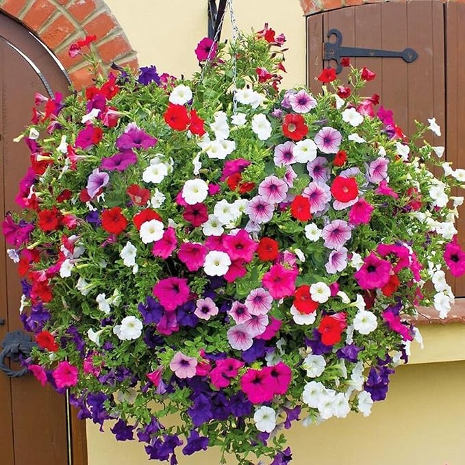 5000+ Petunia Seeds - Mixed Rainbow Color, Bonsai, Grandiflora Flowers, 1500 mg Heirloom Seeds, Flower Seeds, Pollinator Garden, Open Pollinated, Non-GMO, Indoor and Outdoor