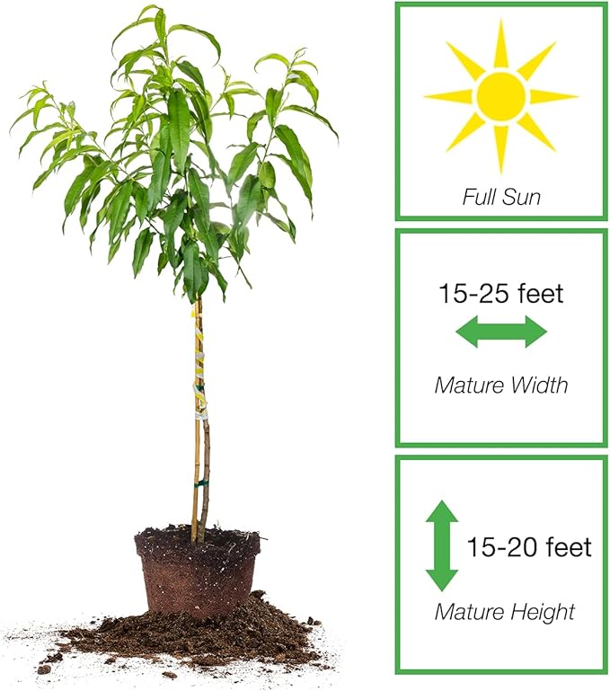 PERFECT PLANTS Flordaking Peach Tree 4-5ft. Tall | Large Fruit | Heavy Producer