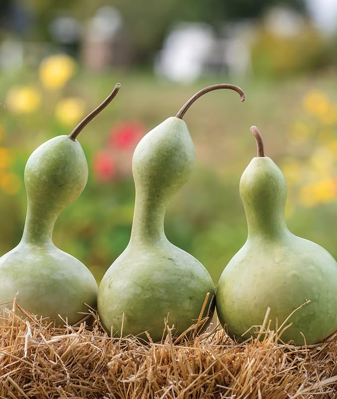 Burpee Ornamental Large Bottle Gourd Heirloom Gourd Seeds 50 seeds