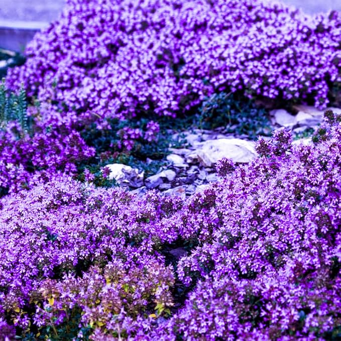 20000+ Creeping Thyme Seeds for Planting -Perennial Ground Cover Plants Flowers Non-GMO Heirloom
