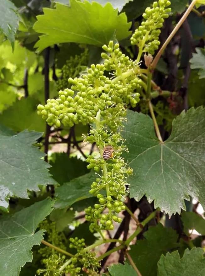 40+ Grape Seeds Vine Fruit Seeds Mix Plant Home Garden Non-GMO Heirloom Seeds