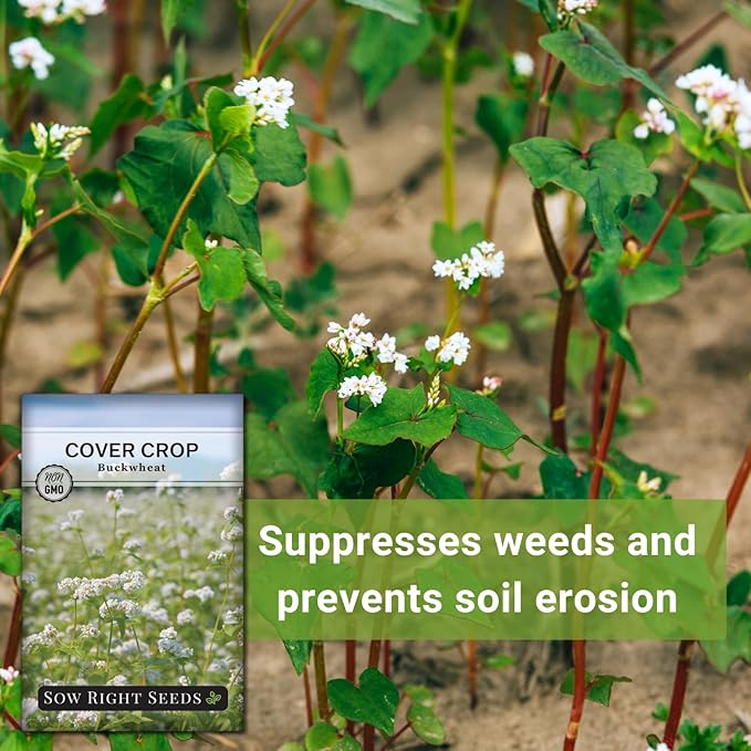 Sow Right Seeds - Annual Buckwheat Seed for Planting - Cover Crops to Plant in Your Home Vegetable Garden - Enriches Soil - Suppresses Weeds - Helps Erosion - Non-GMO Heirloom Seeds - Great Gift (1)