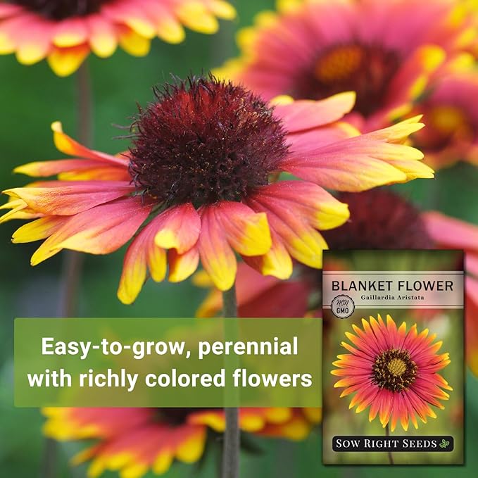Sow Right Seeds - Blanket Flower Seeds for Planting - Non-GMO Heirloom Seeds Packet with Instructions to Plant Your Garden - Perennial Indian Gaillardia - Grow Native Gardens, Add a Color Bonanza (2)