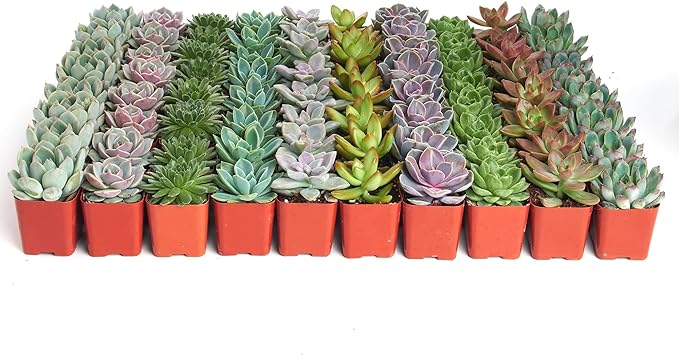 Shop Succulents Rosette Succulent Plant Pack Bulk Collection - Live Mini Succulent Plants, Low Maintenance, Floral Shaped Mix of Colors & Textures - Wedding and Party Favors, Gift & Garden, Pack of 40