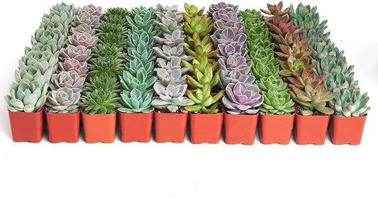 Shop Succulents Rosette Succulent Plant Pack Bulk Collection - Live Mini Succulent Plants, Low Maintenance, Floral Shaped Mix of Colors & Textures - Wedding and Party Favors, Gift & Garden, Pack of 40