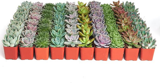 Shop Succulents Rosette Succulent Plant Pack Bulk Collection, Live Mini Succulent Plants, Low Maintenance, Floral Shaped Mix of Colors & Textures - Wedding and Party Favors, Gift & Garden, Pack of 128