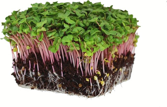 Radish Sprouting Seed - Red Arrow Variety - 5 Lb Bulk Seed - Heirloom Radish Sprouts - Non-GMO Sprouting and Micro Radishes