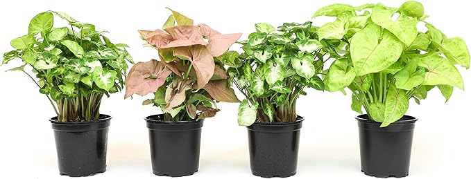 Arrowhead Plant Kit (4 Pack),4 Inch Pots for Plants,Syngonium Plant Live,Plant Gifts for Plant Lovers,Vine Plants Indoor Live,Rooted Live Plants Indoor Plants Live Houseplants by Plants for Pets,Black