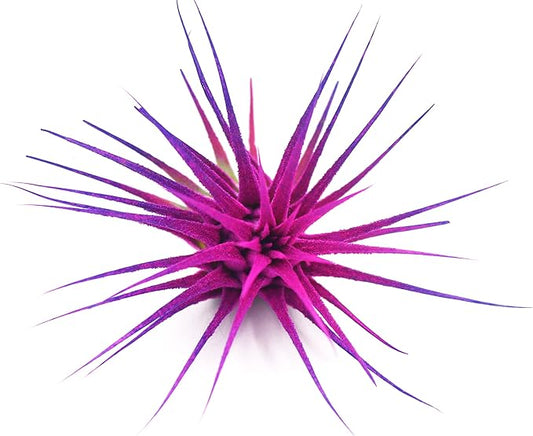 Dyed Tillandsia Ionantha Guatemala Enhanced Colored Colorful Air Plant Live Easy Care Indoor Outdoor Home Decor Gift Airplant by Awesome Industries Live Arrival Guaranteed (Moonbeam)