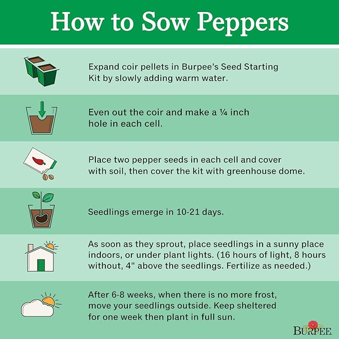 Burpee Tangerine Dream Sweet Pepper Seeds 30 seeds