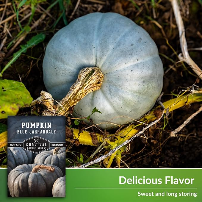 Blue Jarrahdale Pumpkin Seeds for Planting - 5 Packets with Instructions to Plant & Grow Decorative and Flavorful Blue Pumpkins in Your Home Garden - Non-GMO Heirloom Variety - Survival Garden Seeds
