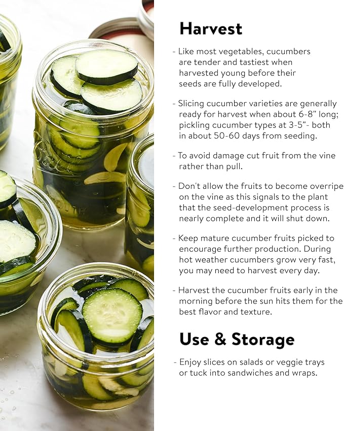 Burpee 'Supremo' Pickling Cucumber Seeds, 30 Non-GMO seeds, Container Friendly