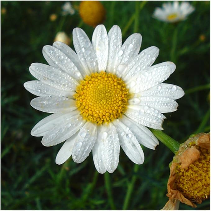 Seed Needs, Chamomile Seed Packet Collection (Roman/German Chamomile Seeds for Planting) Heirloom, Non-GMO & Untreated
