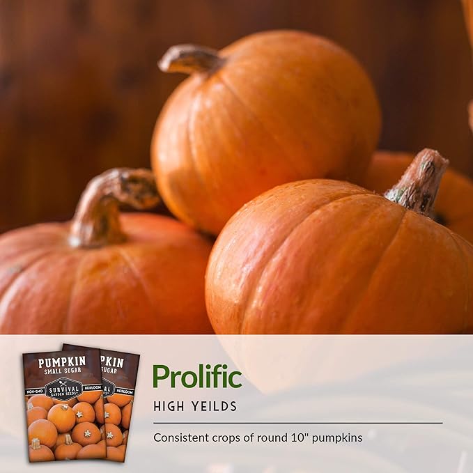 Survival Garden Seeds - Small Sugar Pumpkin Seed for Planting - 3 Packs with Instructions to Plant and Grow Pie Pumpkins in Your Home Vegetable Garden - Non-GMO Heirloom Variety