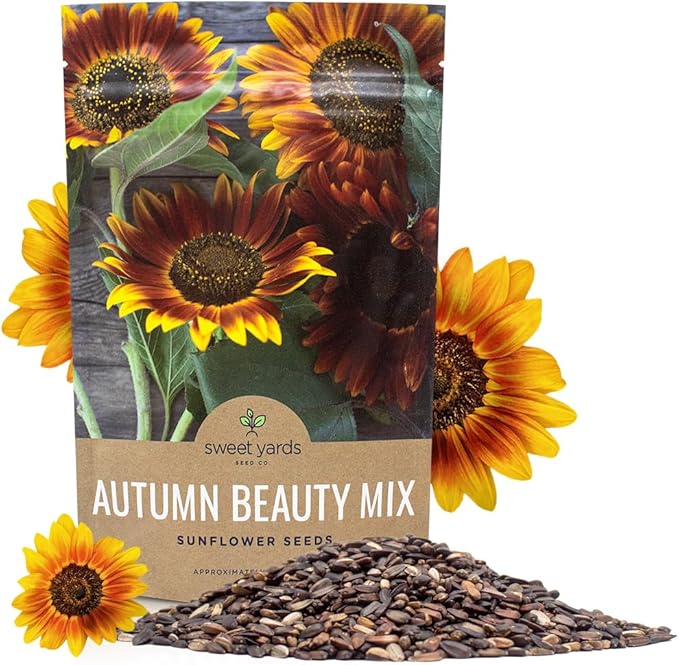 Autumn Beauty Sunflower Seeds – Bulk 1/4 Pound Bag – Over 5,000 Open Pollinated Non-GMO Wildflower Seeds – Helianthus annus – Beautiful Shades of Gold, Bronze, Yellow, and Purple