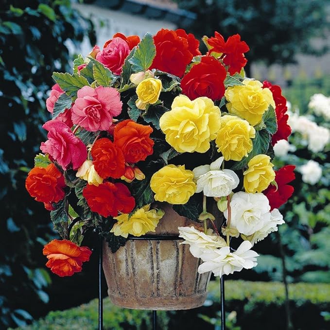 Seeds Wax Begonia Mix Large Flower Indoor Perennial Flowers for Planting