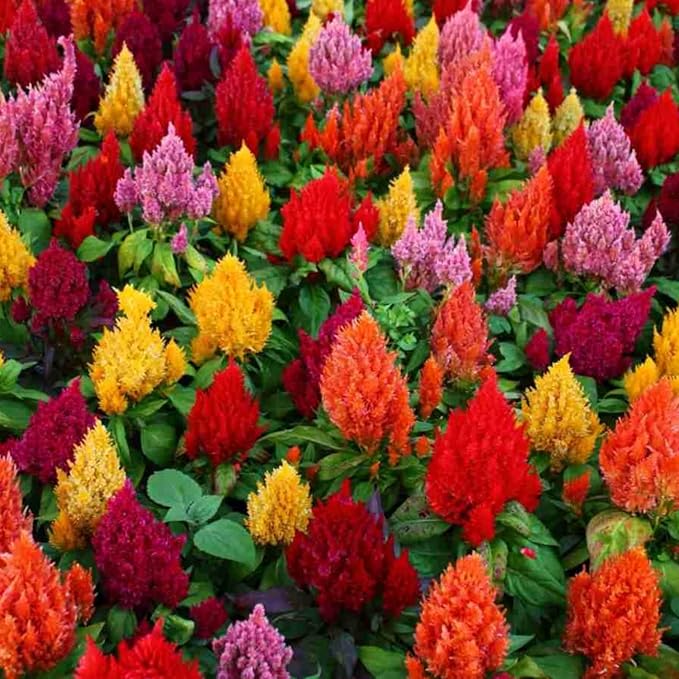 Mix Celosia Seed for Planting - Celosia Cristata Cockscomb Woolflower Non-GMO Seeds for Planting Exotic Flower - 100 Seeds