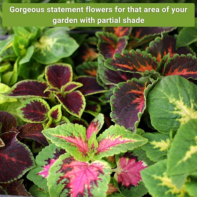 Sow Right Seeds - Part Shade Flower Seed Collection for Planting - 5 Packets Blue Columbine, Violet, English Daisy, Forget-me-not, and Rainbow Coleus - Non-GMO Heirloom to Grow in Low Sun Areas