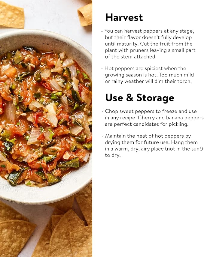 Burpee Jalapeno Early Organic Hot Pepper Seeds | 125 Non-GMO Jalapeno Pepper Garden Seeds for Planting | Heirloom Jalapeno Pepper Variety | Certified Organic Vegetable Seeds for Home Garden