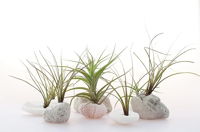 Tillandsia Air Plants Live Indoor Plants (75 Pack), Air Plants Bulk Party Favors or Wedding Favors Live Plants, Air Plant Lover Gifts, DIY Terrarium Kit, Air Succulents Plants Live by Plants for Pets