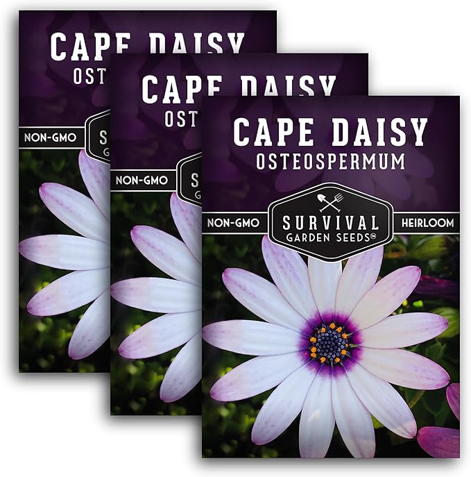 3 Packs Cape Daisy Seed for Planting - Packet with Instructions to Grow Beautiful White & Purple Osteospermum in Your Home Flower Garden - Non-GMO Heirloom Variety - Survival Garden Seeds