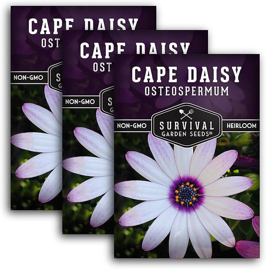 3 Packs Cape Daisy Seed for Planting - Packet with Instructions to Grow Beautiful White & Purple Osteospermum in Your Home Flower Garden - Non-GMO Heirloom Variety - Survival Garden Seeds