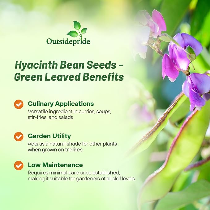 Outsidepride 100 Seeds Perennial Green Dolichos Lablab Hyacinth Bean Vine & Flower Seed for Planting