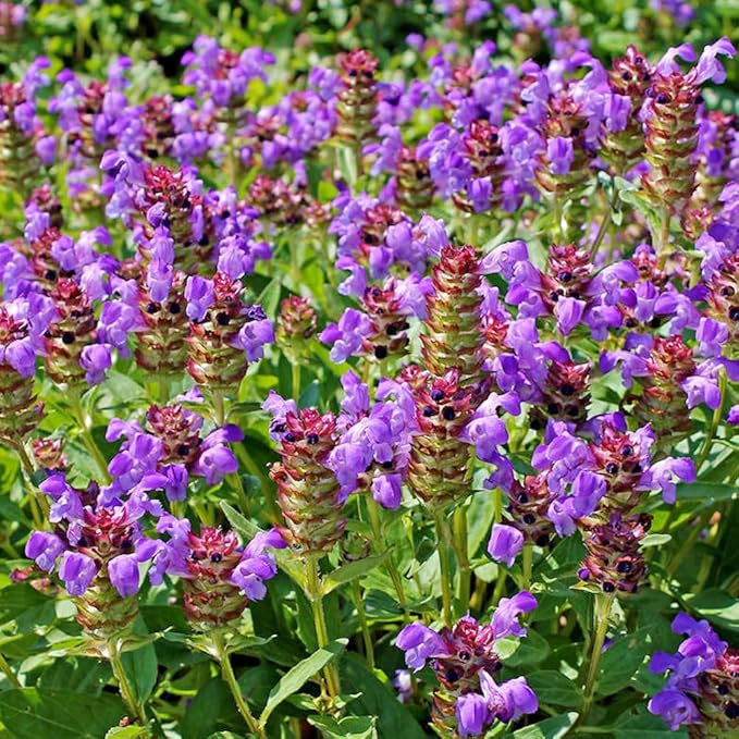 Premium Prunella Vulgaris Seeds - 700+ Non-GMO Self Heal Herb Seeds for Planting - Heirloom Medicinal Herb, Attracts Pollinators - Easy to Grow for Garden, Indoors or Outdoors (Prunella vulgaris)
