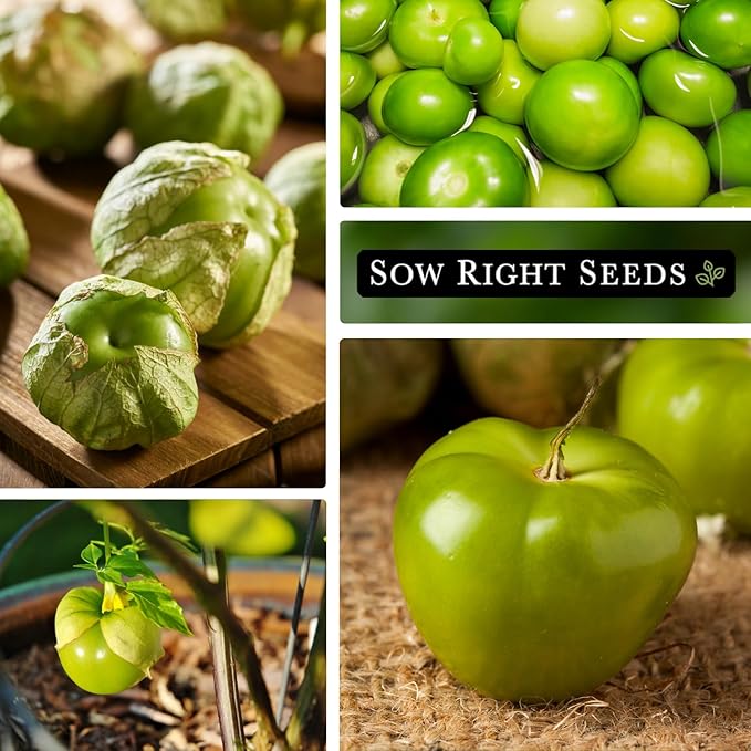 Sow Right Seeds - Toma Verde Tomatillo Seeds for Planting - Non-GMO Heirloom Packet with Instructions to Plant a Home Vegetable Garden - Mexican Husk Tomato - Ground Cherries Great for Salsa (4)