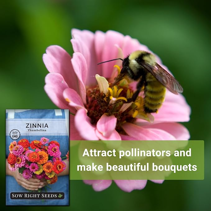 Sow Right Seeds - Thumbelina Zinnia Seeds for Planting - Beautiful to Plant in Your Flower Garden - Non-GMO Heirloom Packet with Instructions - Annual Cut and Come Again for Bouquets (4)
