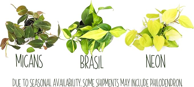 Altman Plants, Live Pothos Plants (4PK) Indoor Plants Live Houseplants, Pothos Live Plant House Plants Indoors Live Plants, Money Plant Indoor Pothos Plant Decor, Devils Ivy Trailing Plants Live