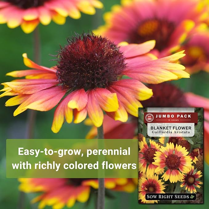 Sow Right Seeds - Bulk Blanket Flower Seeds for Planting - 14 Grams, 5000 Seeds - Non-GMO Heirloom Jumbo Pack to Plant in Your Garden - Perennial Indian Gaillardia - Grow Native Gardens, Adds Color