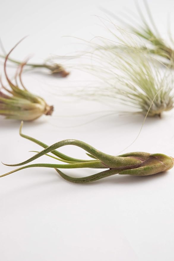 Shop Succulents | Assorted Collection | Variety of Species, Tropical House Plant for Home Décor, DIY Terrariums, 100-Pack