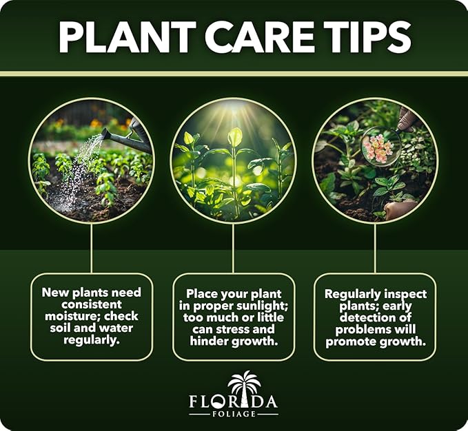 Loropetalum Carolina Midnight | 30 Live Plants | Loropetalum Chinense | Purple Foliage Shrub | Ornamental Landscape Bush | Fast Growing Plants