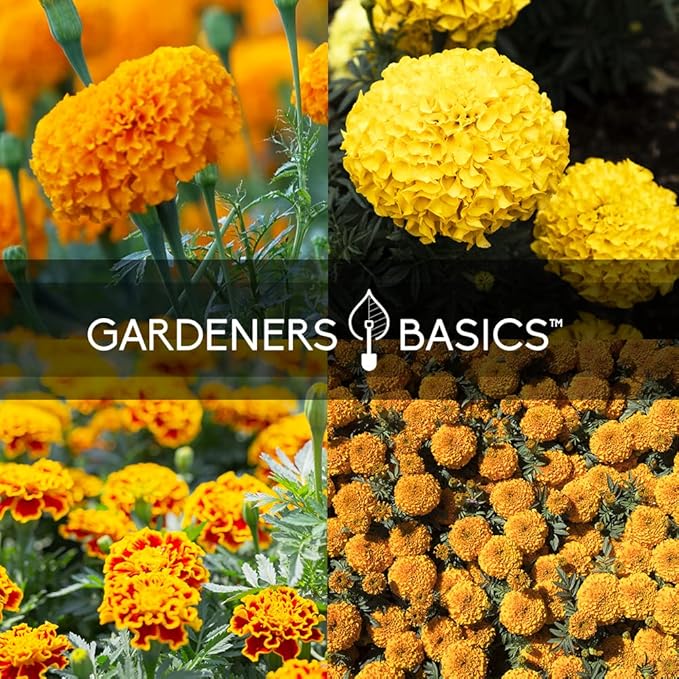 Gardeners Basics, Marigold Seeds for Planting Outdoors (4 Variety Pack) French Marigold Petite Mix, Dainty Marietta, Sparky, and African Marigold Seeds Crackerjack for Pollinators Wildflower Seed