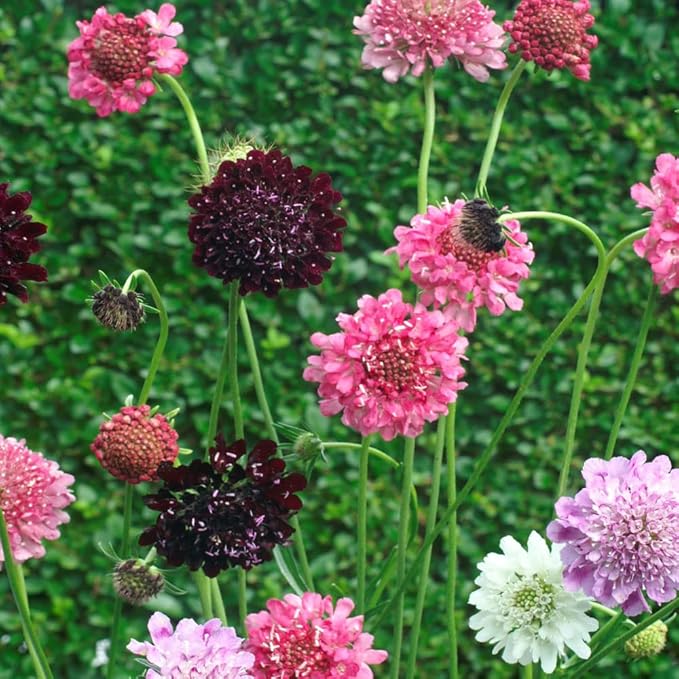 Outsidepride 200 Seeds Perennial Dwarf Double Scabiosa Pincushion Flower Seed Mix for Planting