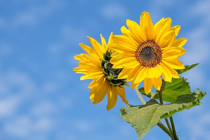 Set of 50 Assorted Flower Seed Packets! Flower Seeds in Bulk - 10+ Varieties Available!