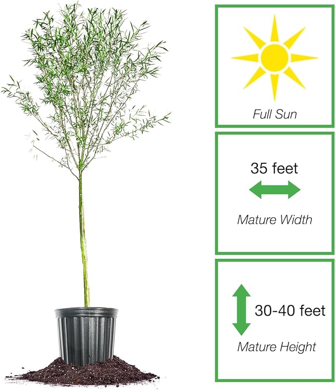 Weeping Willow - Size: 4-5 ft, Live Plant, Includes Special Blend Plant Food & Planting Guide