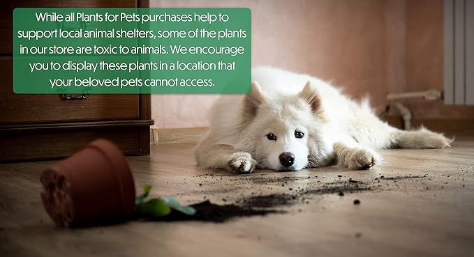 Cactus Plants Live in Clay Pots for Plants (3 PK), Live Cactus in Cactus Soil Potting Mix, Mini Cactus Succulents Plants Live Cacti, Cactus Live Succulents in Succulent Cactus Pot by Plants for Pets