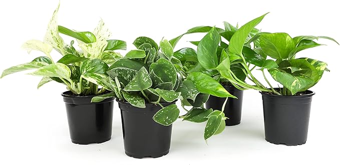 Altman Plants, Live Pothos Plants (4PK) Indoor Plants Live Houseplants, Pothos Live Plant House Plants Indoors Live Plants, Money Plant Indoor Pothos Plant Decor, Devils Ivy Trailing Plants Live