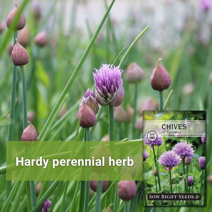 Sow Right Seeds - Common Chives Seed for Planting - Non-GMO Heirloom Packet with Instructions to Plant and Grow Kitchen Herb Garden Indoor or Outdoor - Mild Onion Flavor (1)