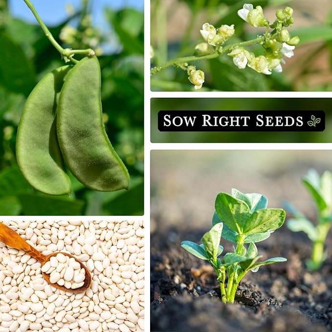 Sow Right Seeds - Bush Henderson Lima Bean Seeds for Planting - Non-GMO Heirloom Packet, Instructions to Plant an Outdoor Home Vegetable Garden - White Lima Variety - Great for Canning or Freezing (2)