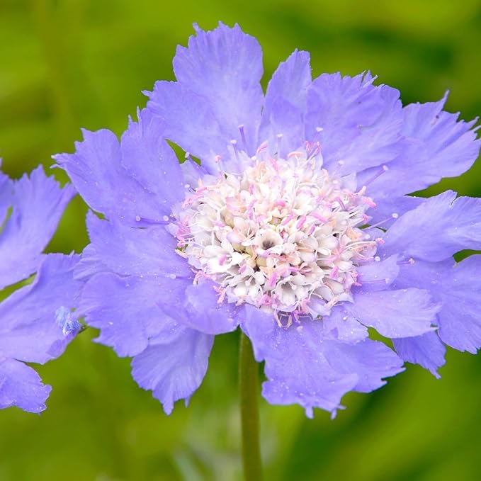 Outsidepride 400 Seeds Perennial Blue Scabiosa Pincushion Flower Seeds for Planting
