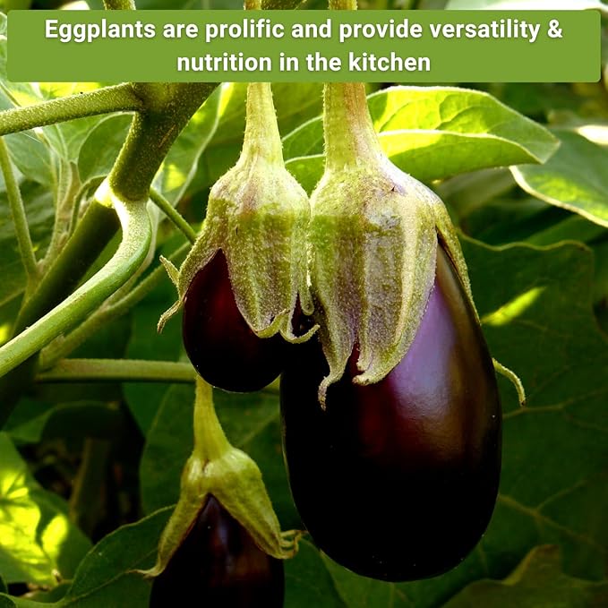 Sow Right Seeds - Eggplant Seed Collection for Planting - Black Beauty, Casper, Rosa Bianca and Long Purple Varieties - Non-GMO Heirloom Packet - Plant and Grow an Outdoor Home Vegetable Garden